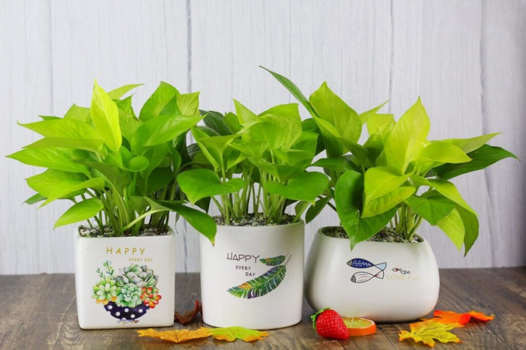 107379774 2732351323699767 5844933634935090552 o 1200x800